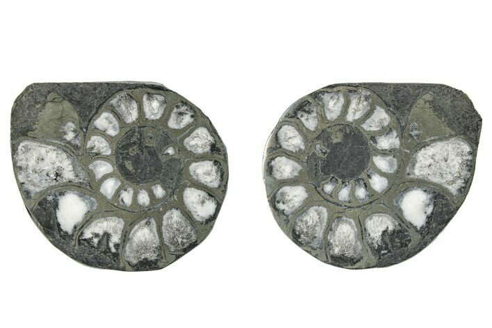 Pyritized Cut Ammonite Fossil Pair - Morocco #276608